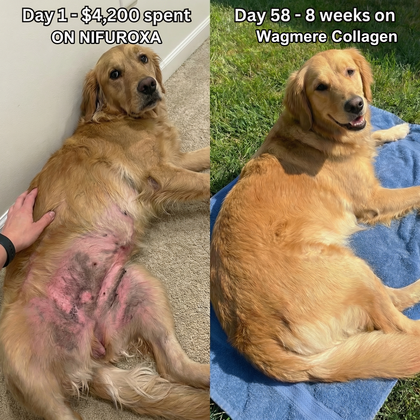 Wagmere® Premium Liquid Collagen