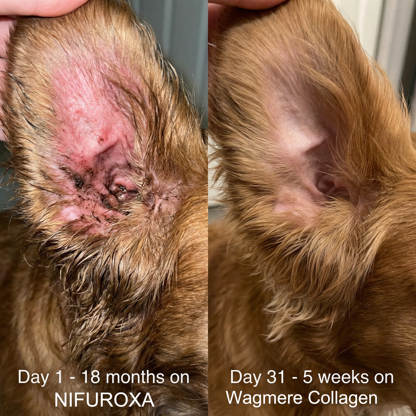 Wagmere® Premium Liquid Collagen