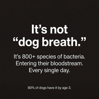 Premium Probiotic Dental Powder